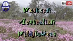 Wildflowers - H
